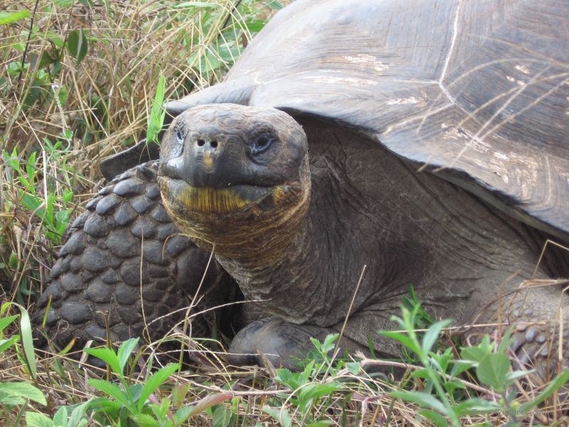 tortoise galapagos